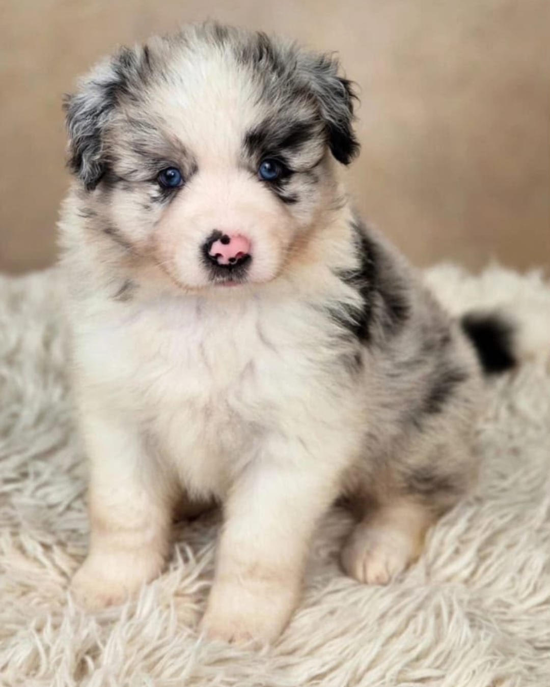 Filhote Border Collie Preto Merle